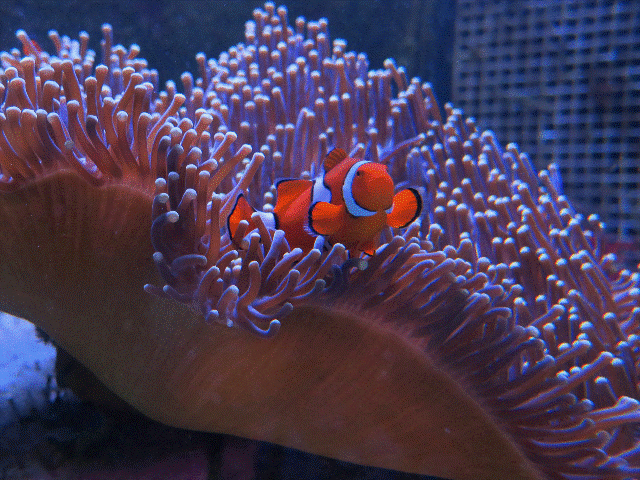 A Clownfish in a reef tank copy