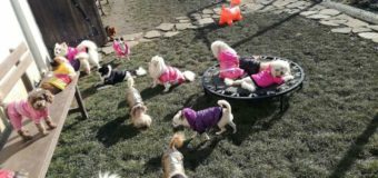 Официално изявление на Lucky Hunt Foundation във връзка с организиране на публичен търг от НАП за продажба на 72 кучета