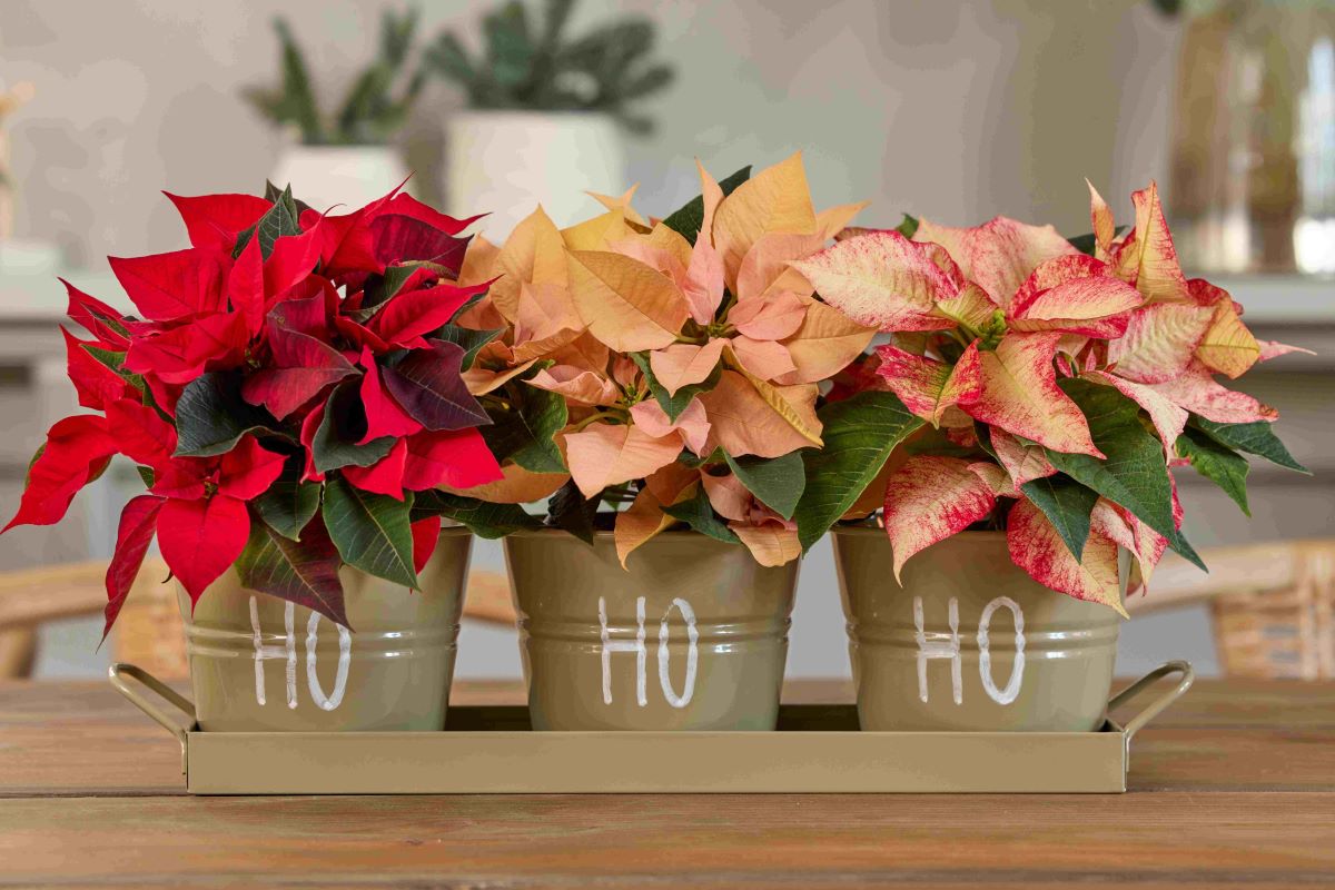 Фотокредит: „Stars for Europe“