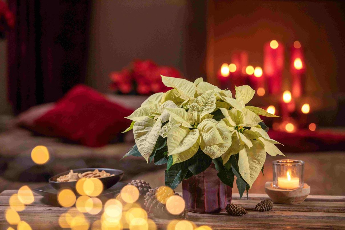 Фотокредит: „Stars for Europe“